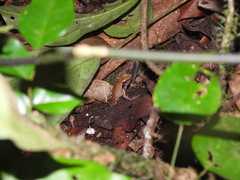 Phrynobatrachus auritus