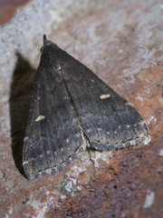 Tetanolita mynesalis