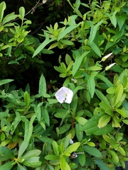 Calystegia hederacea