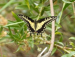 Papilio polyxenes rudkini