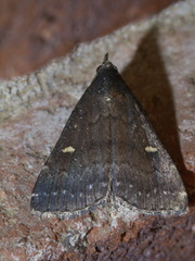 Tetanolita mynesalis