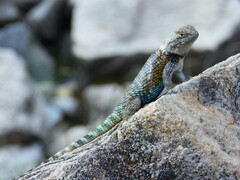 Sceloporus magister