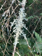 Hypogymnia physodes