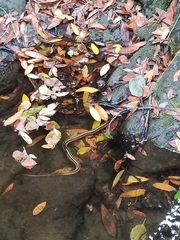 Thamnophis elegans terrestris