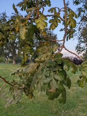Quercus lobata