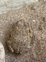 Anaxyrus boreas halophilus