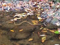 Thamnophis elegans terrestris