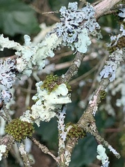 Hypogymnia physodes