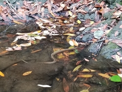 Thamnophis elegans terrestris