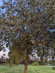 Quercus lobata