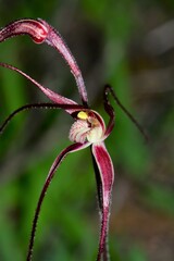 Caladenia capillata