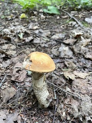 Leccinum versipelle