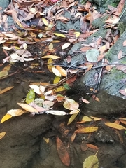 Thamnophis elegans terrestris