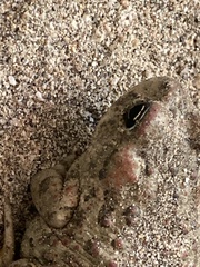 Anaxyrus boreas halophilus