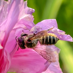 Megachile montivaga