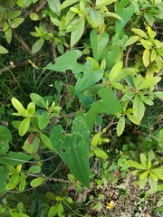 Dioscorea japonica