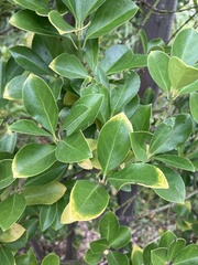 Eurya japonica