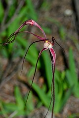 Caladenia capillata