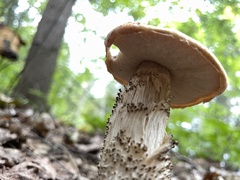 Leccinum versipelle