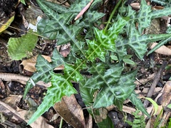 Acanthus montanus