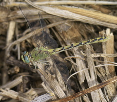 Ophiogomphus severus