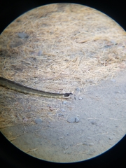 Crotalus oreganus oreganus