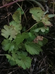 Ranunculus pedatifidus