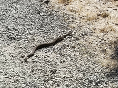 Crotalus oreganus oreganus