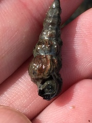 Zeacumantus lutulentus