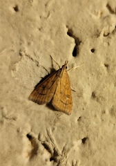 Udea rubigalis