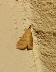 Udea rubigalis