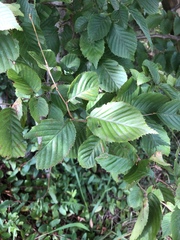 Carpinus
