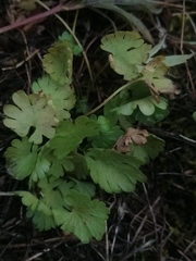 Ranunculus pedatifidus