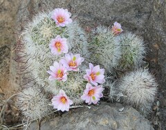 Mammillaria grahamii