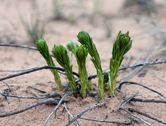 Lithospermum caroliniense