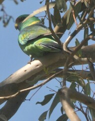 Barnardius zonarius