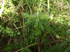 Artemisia princeps