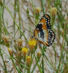 Chlosyne californica