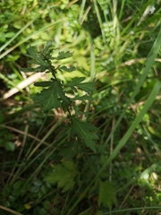 Artemisia princeps