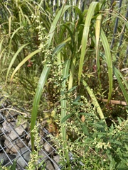 Artemisia princeps