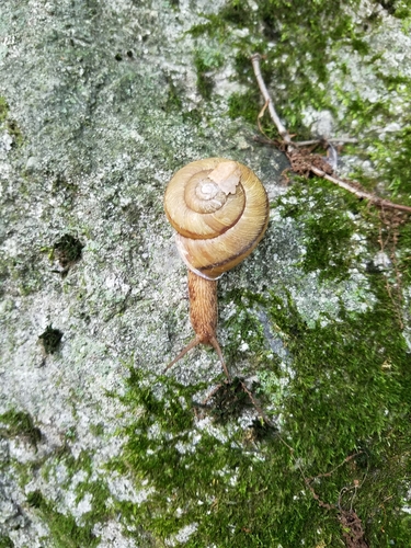 Euhadra peliomphala