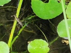 Aquarius paludum paludum