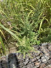 Artemisia princeps