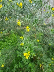 Genista linifolia