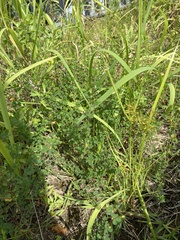 Thalictrum minus