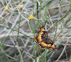 Chlosyne californica