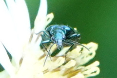 Lebia