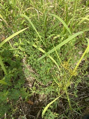 Thalictrum minus