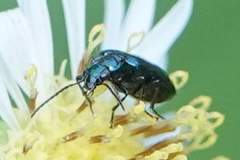 Lebia