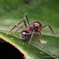 Polyrhachis gracilior